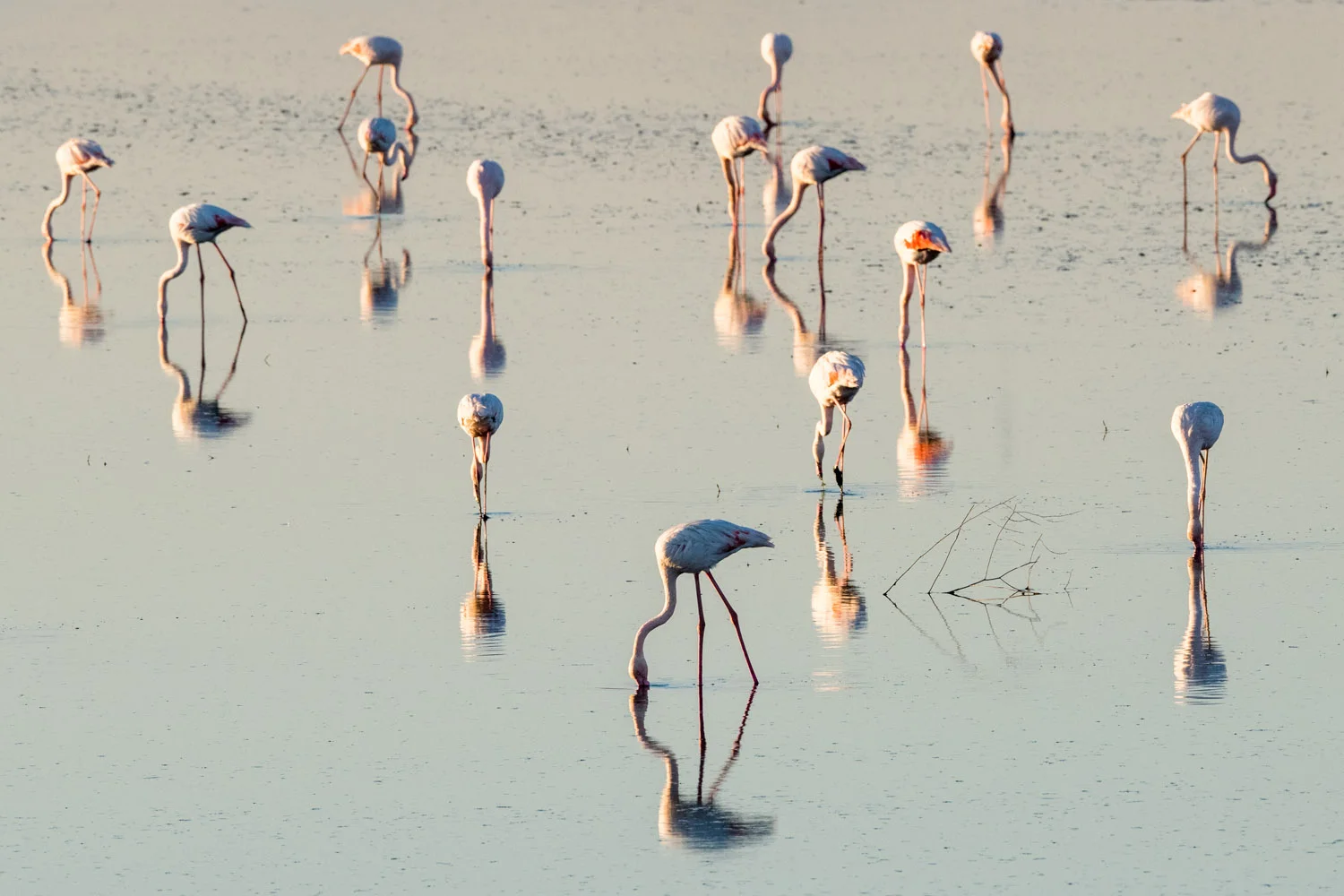 Greater flamingos feeding, Axios Delta National Park, Thessaloniki, Greece