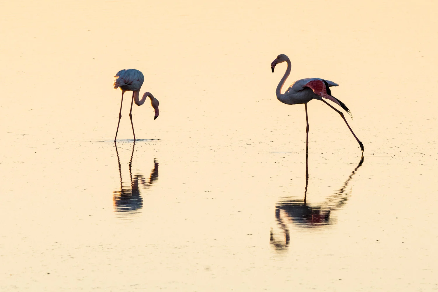 Greater flamingos, Axios Delta National Park, Thessaloniki, Greece