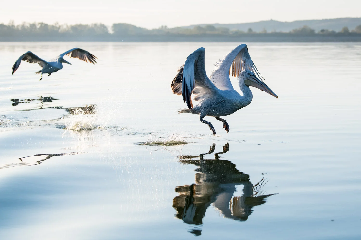 Dalmatian pelicans in flight, Lake Kerkini, Greece