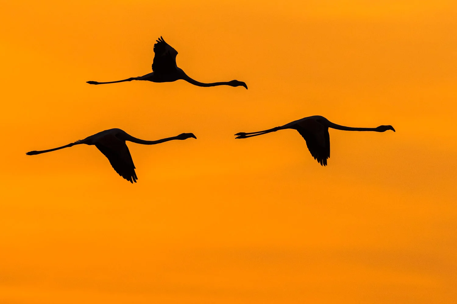 Greater flamingos in flight at sunrise, Axios Delta National Park, Thessaloniki, Greece