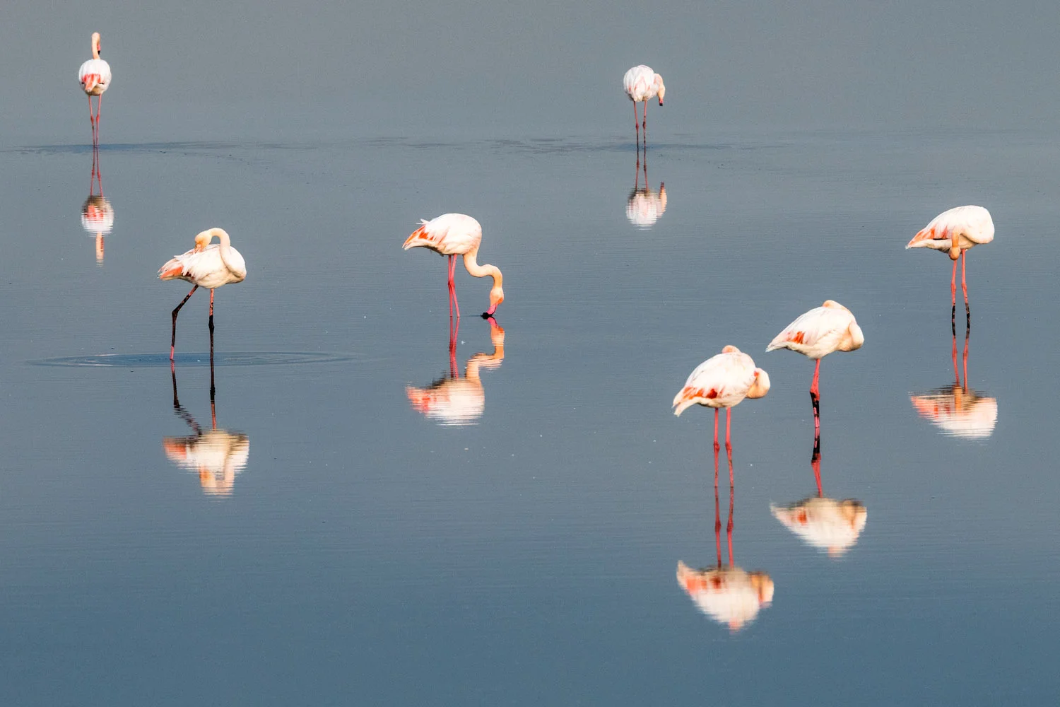 Greater flamingos, Axios Delta National Park, Thessaloniki, Greece