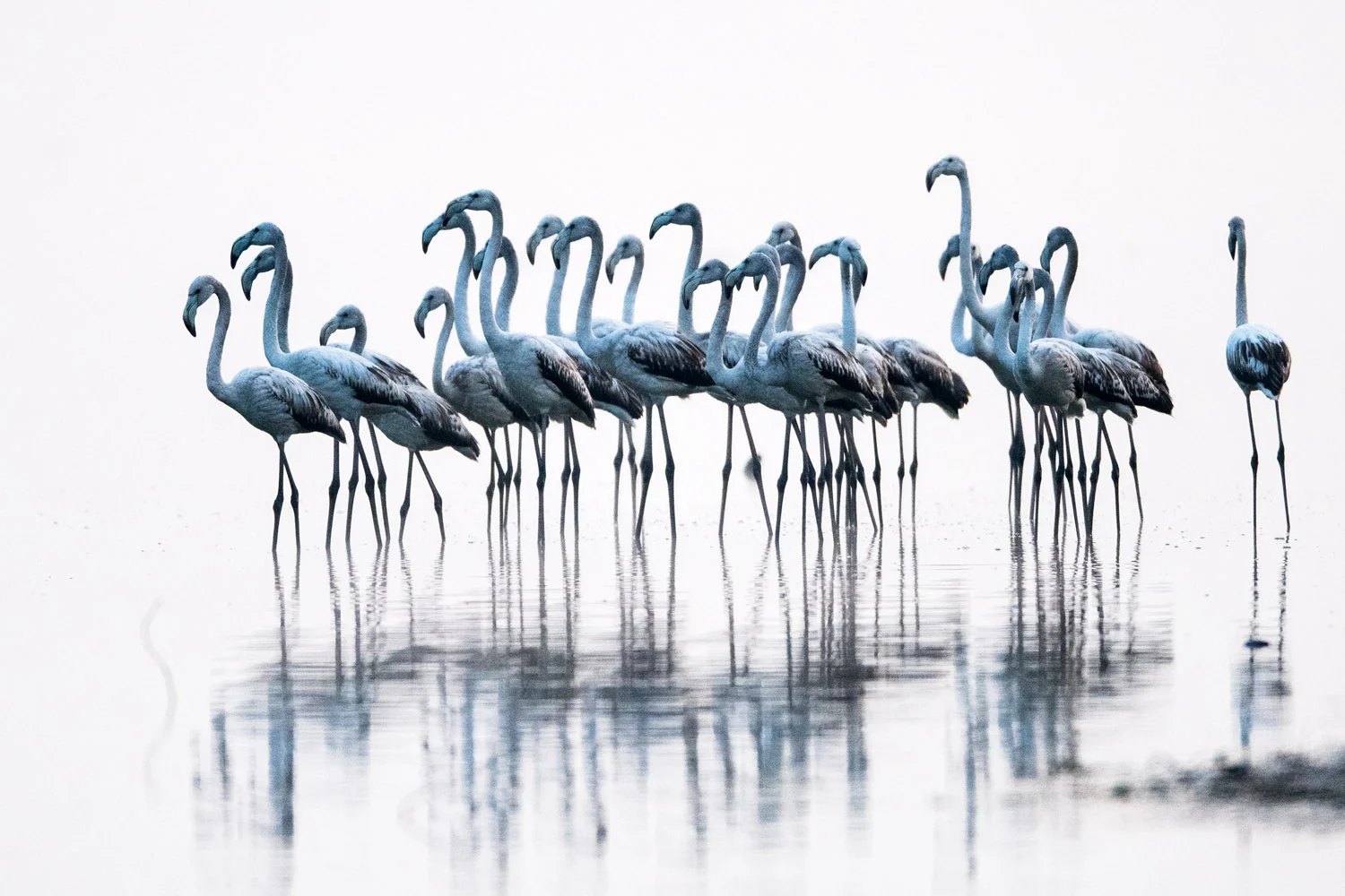 Greater flamingos (juveniles), Lake Kerkini, Greece