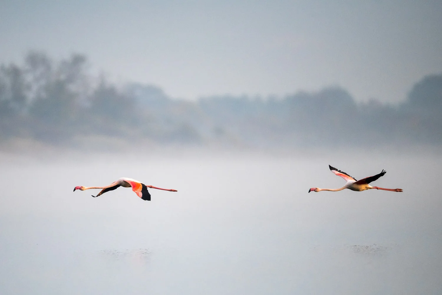 Greater flamingos in flight, Lake Kerkini, Greece