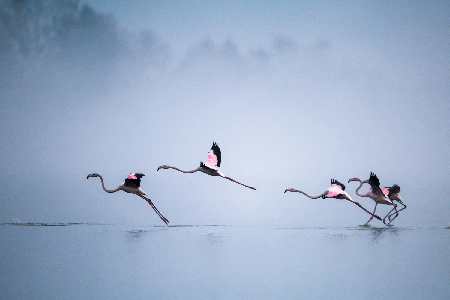 Greater flamingos landing at dawn, Lake Kerkini, Greece