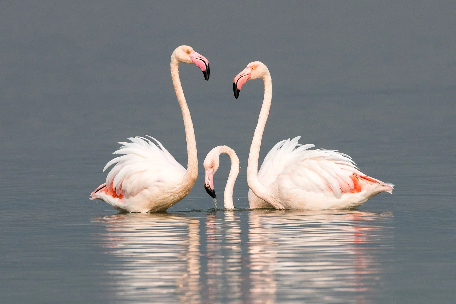 Greater flamingos, Axios Delta National Park, Thessaloniki, Greece