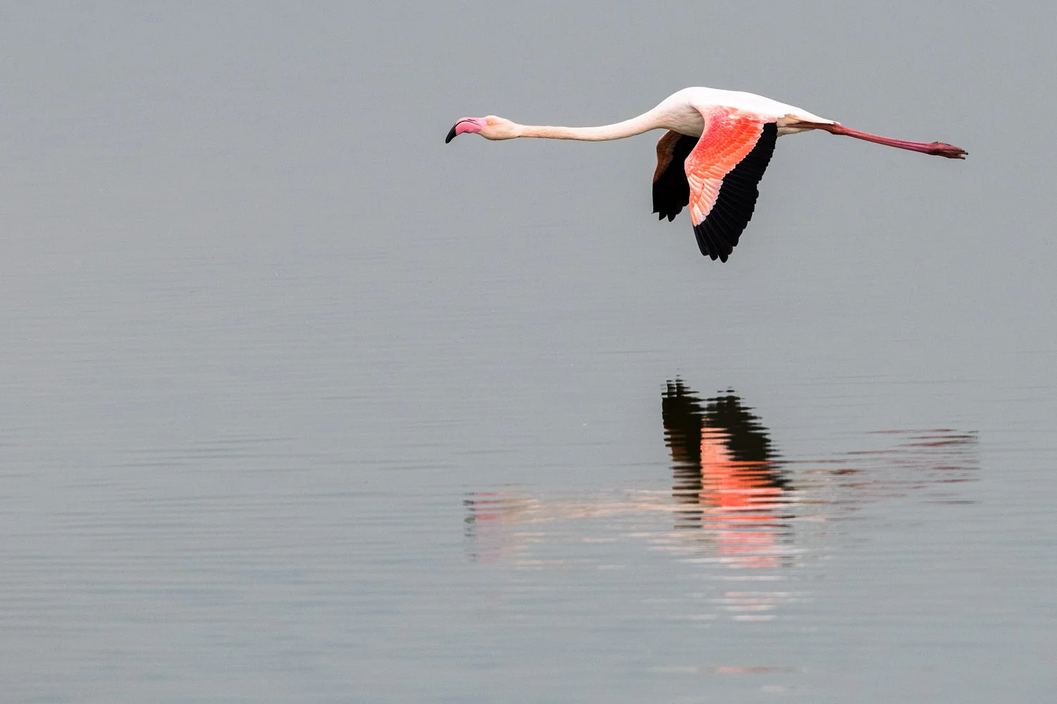 Greater flamingo in flight, Axios Delta National Park, Thessaloniki, Greece
