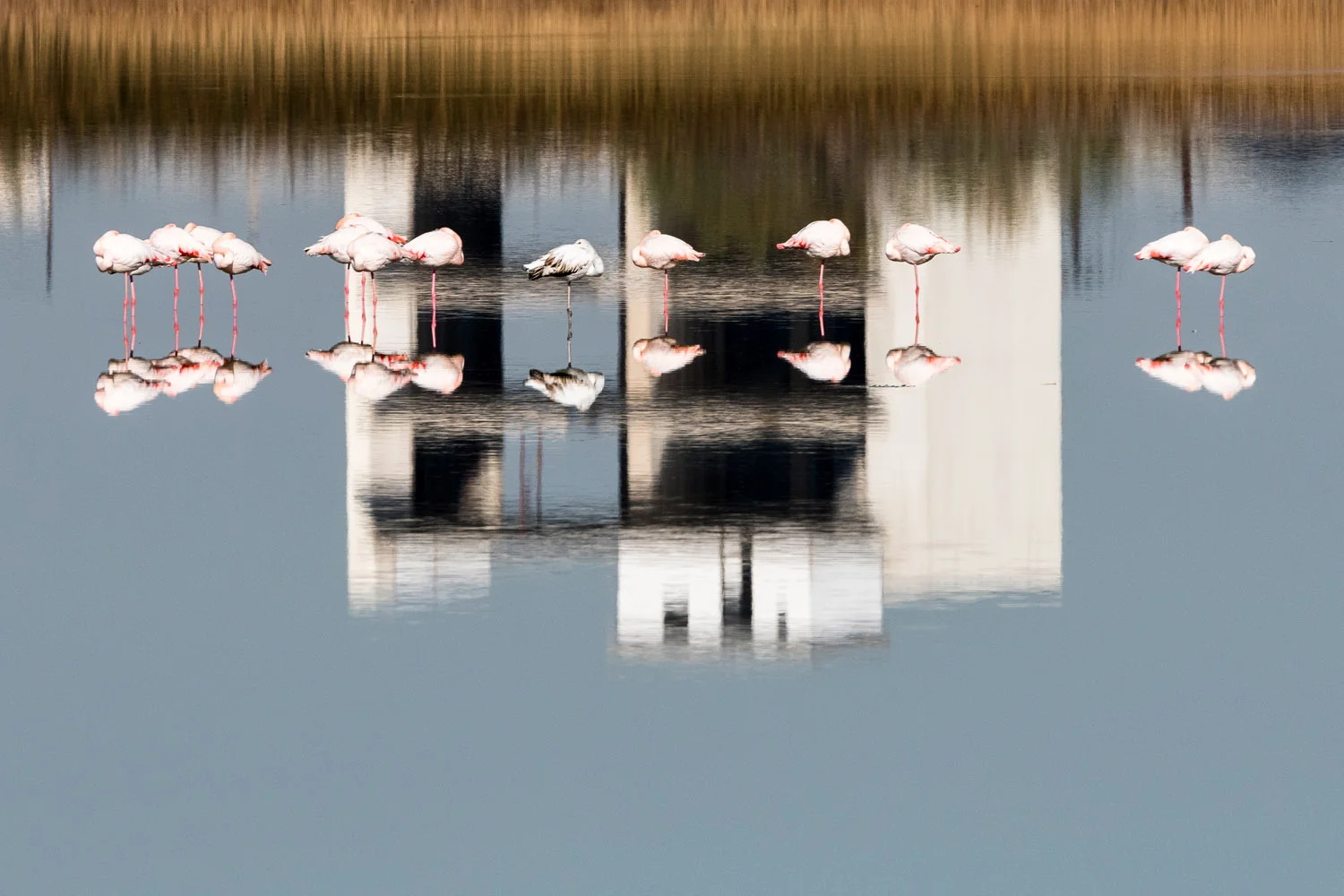 Greater flamingos sleeping in reflection of building, Axios Delta National Park, Thessaloniki, Greece