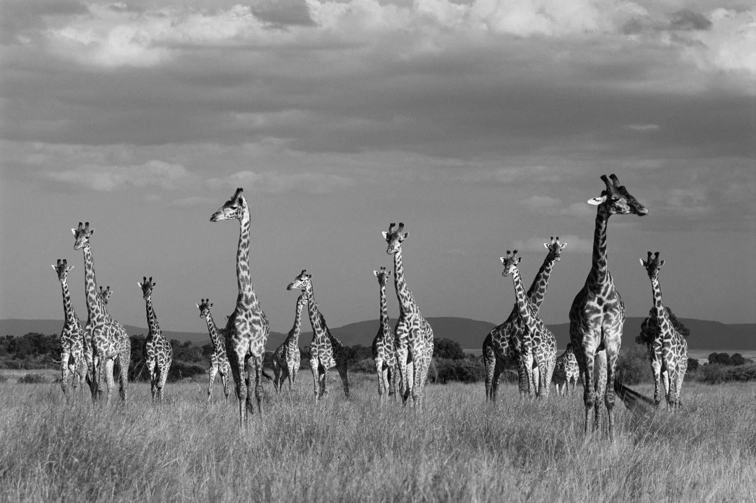 Maasai giraffes in storm light, Masai Mara National Reserve, Kenya