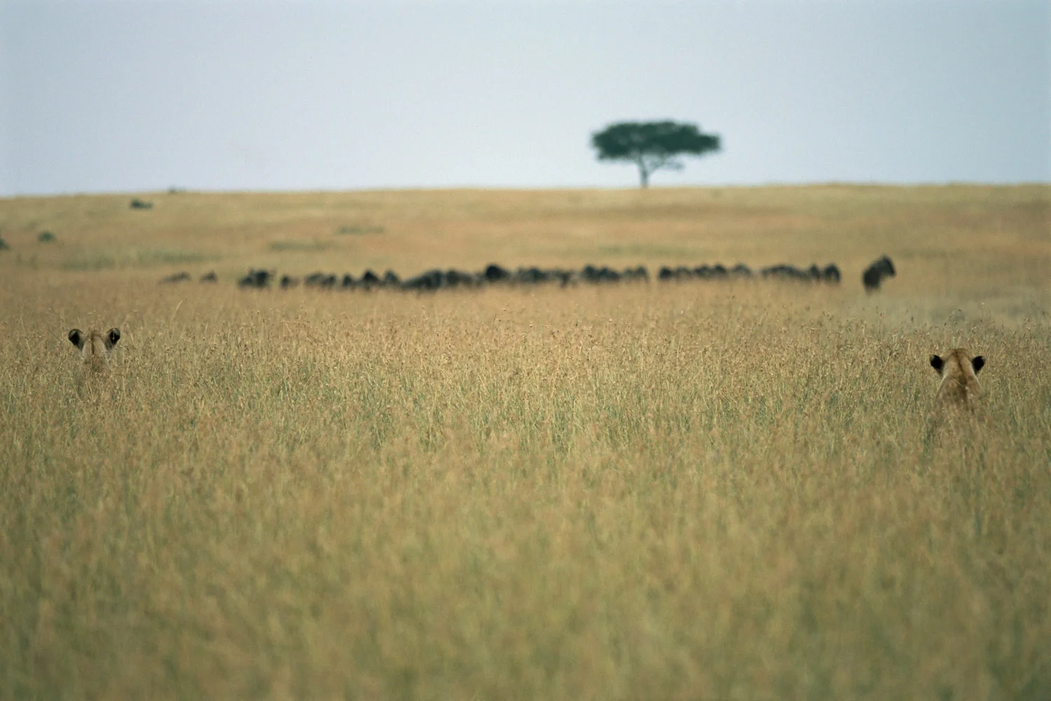 Lionesses watching wildebeest, Masai Mara National Reserve, Kenya