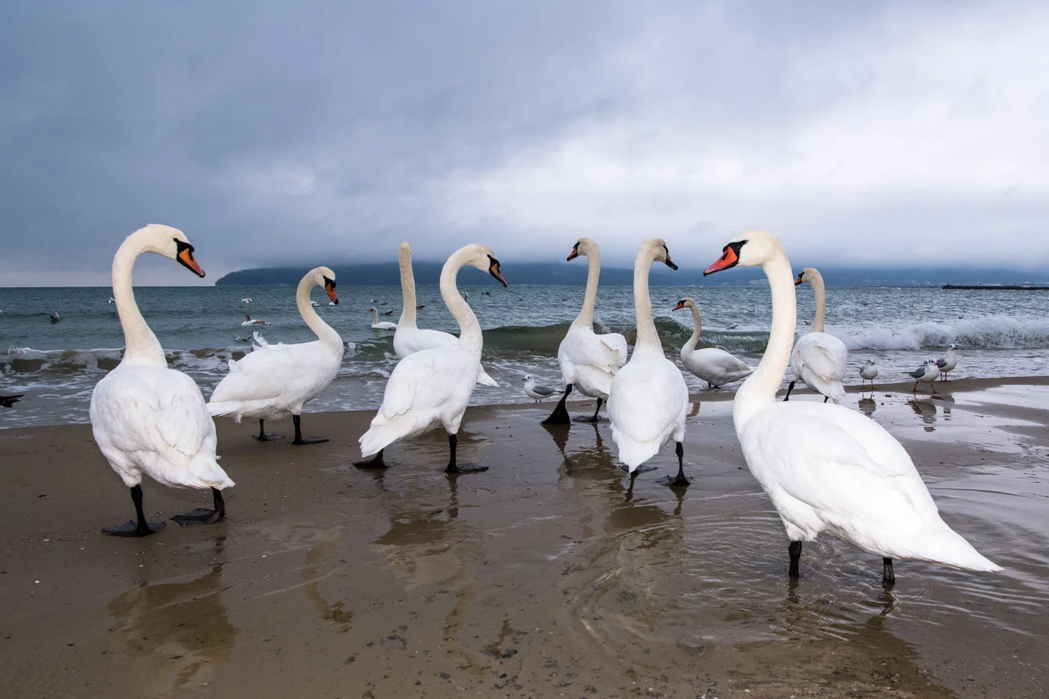 Mute swans wintering on Black Sea Coast, Varna, Bulgaria