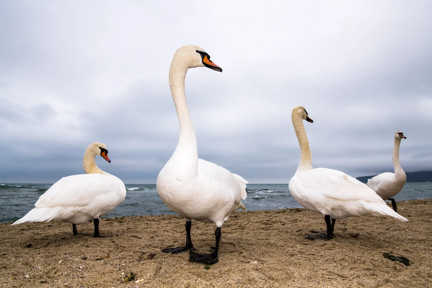 Mute swans wintering on Black Sea Coast, Varna, Bulgaria