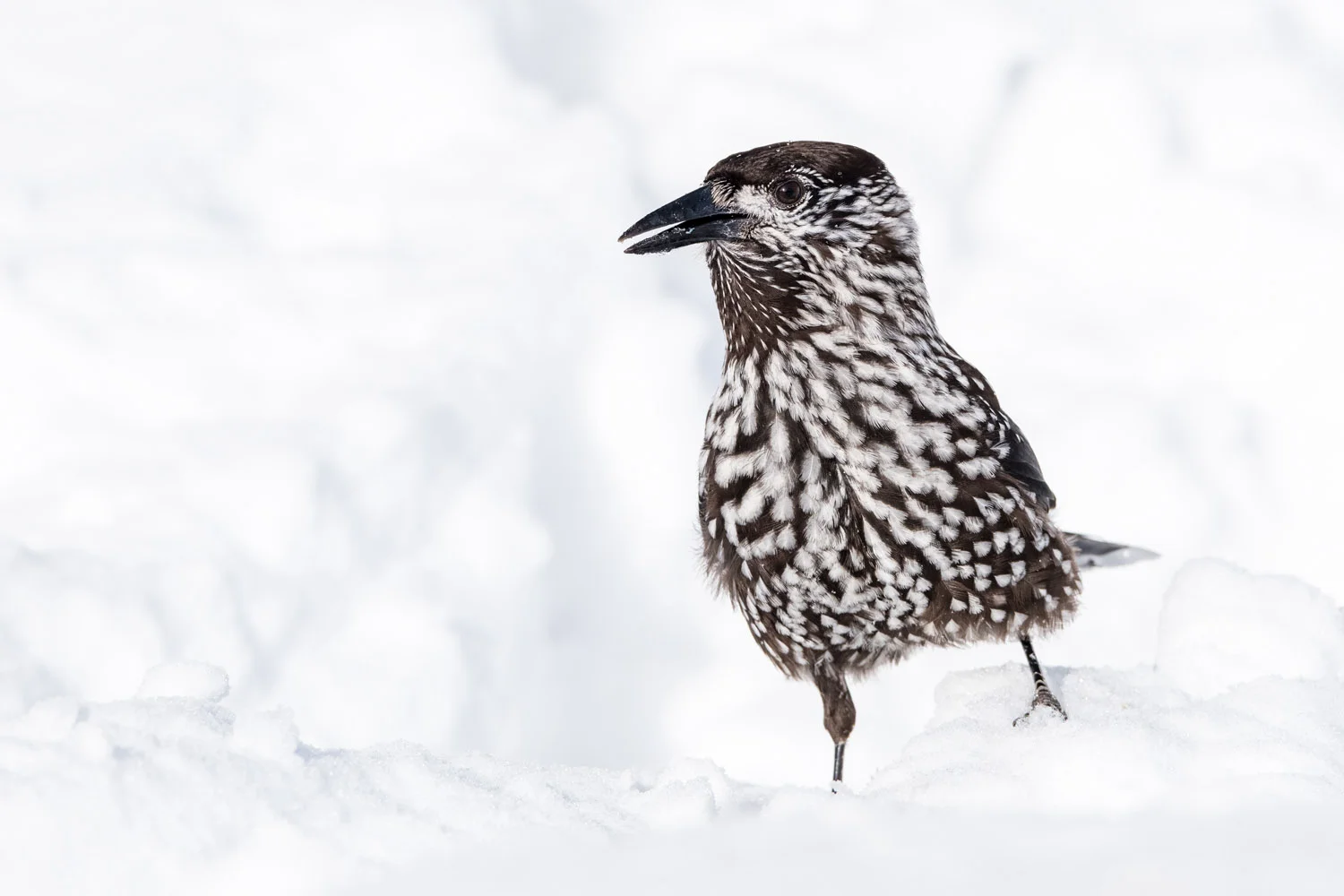 Spotted nutcracker in snow, Vitosha Mountains, Sofia, Bulgaria