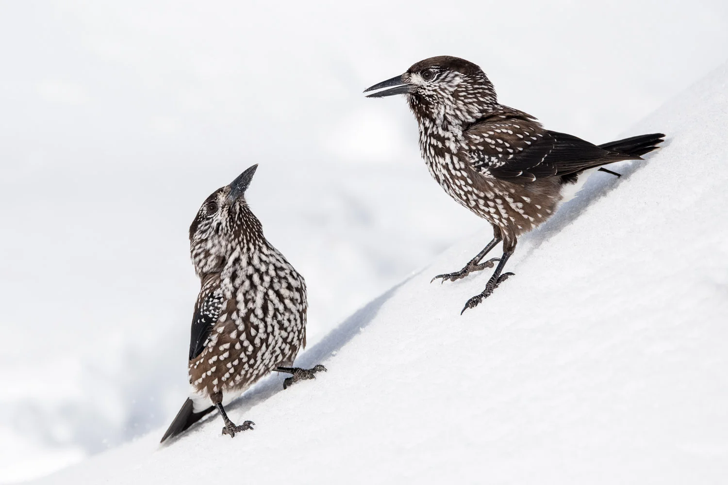 Spotted nutcrackers in snow, Vitosha Mountains, Sofia, Bulgaria