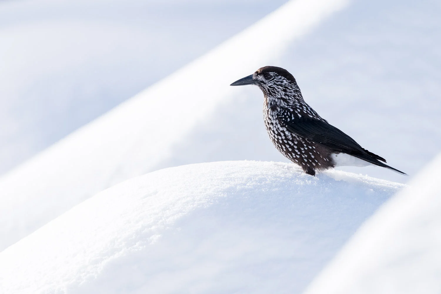 Spotted nutcracker in snow, Vitosha Mountains, Sofia, Bulgaria