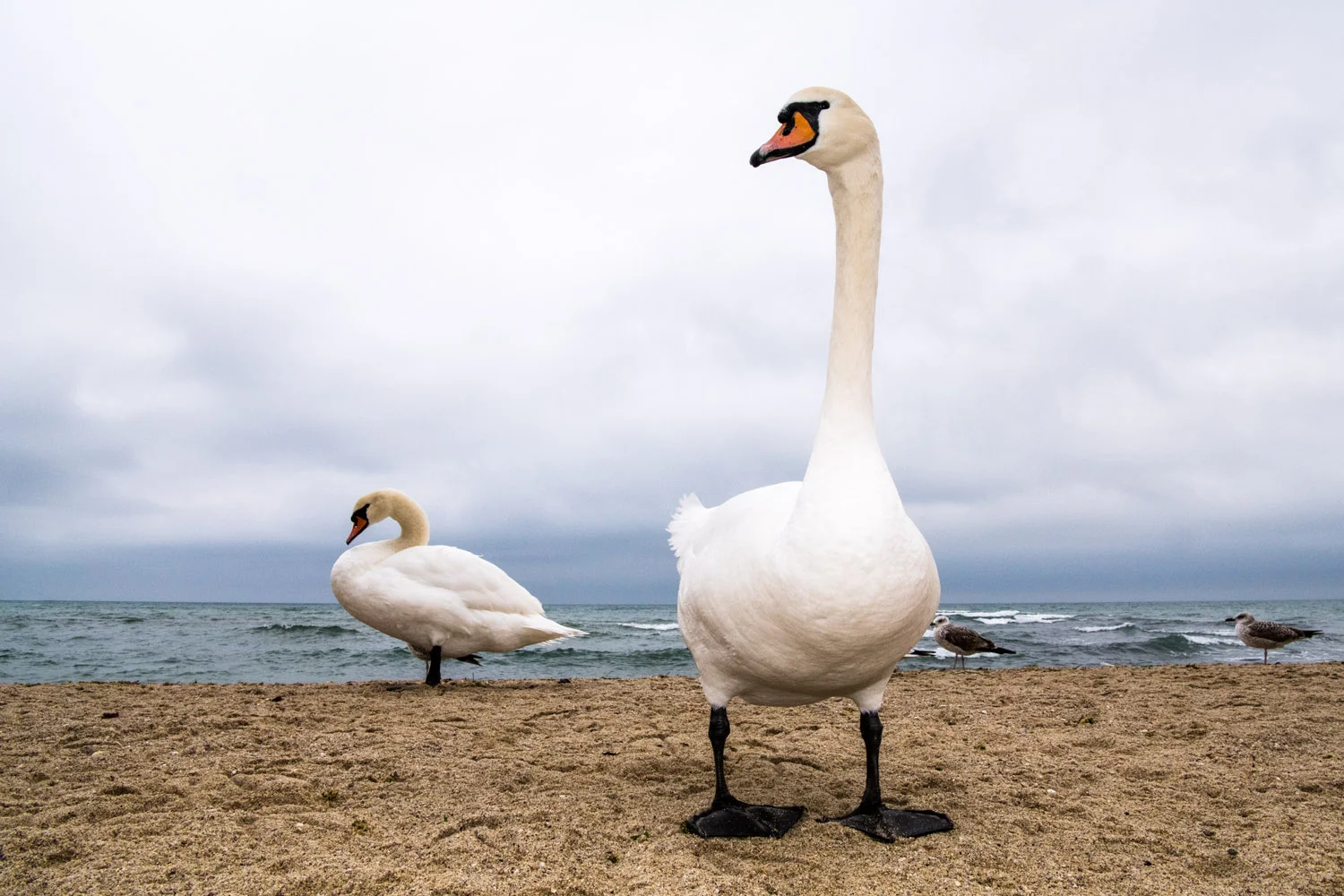 Mute swans wintering on Black Sea Coast, Varna, Bulgaria