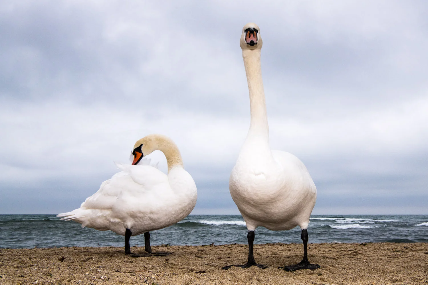 Mute swans wintering on Black Sea Coast, Varna, Bulgaria