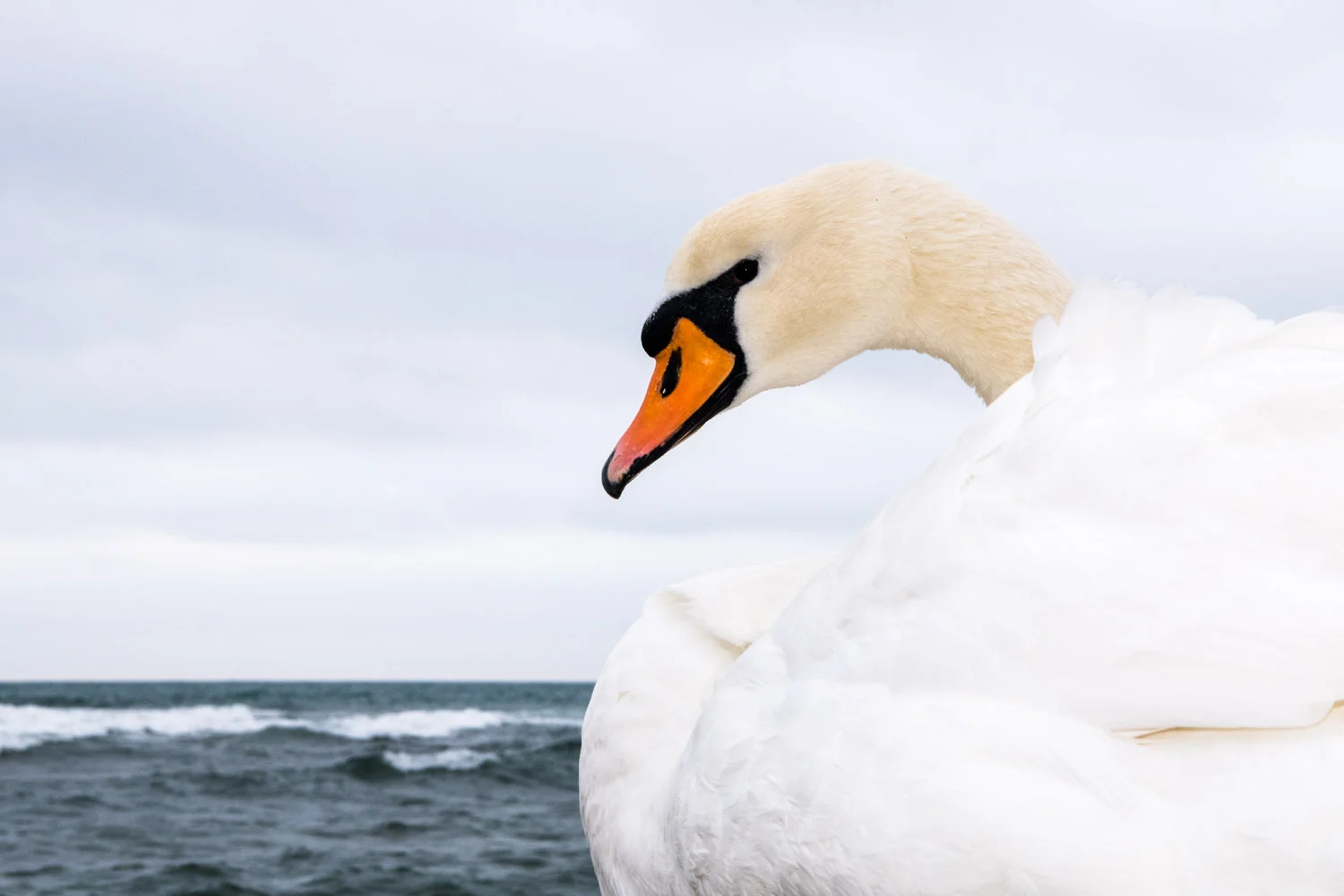 Mute swan wintering on Black Sea Coast, Varna, Bulgaria