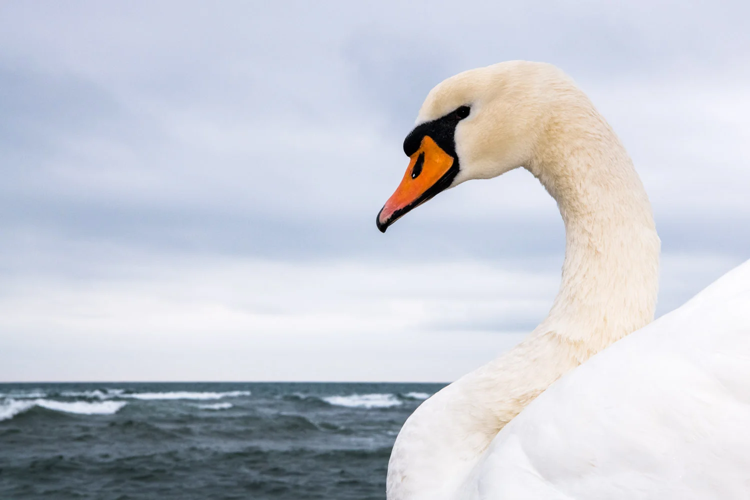 Mute swan wintering on Black Sea Coast, Varna, Bulgaria