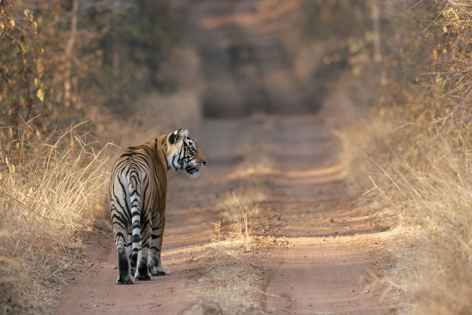 Tigress on forest track, Ranthambhore National Park, Rajasthan, India