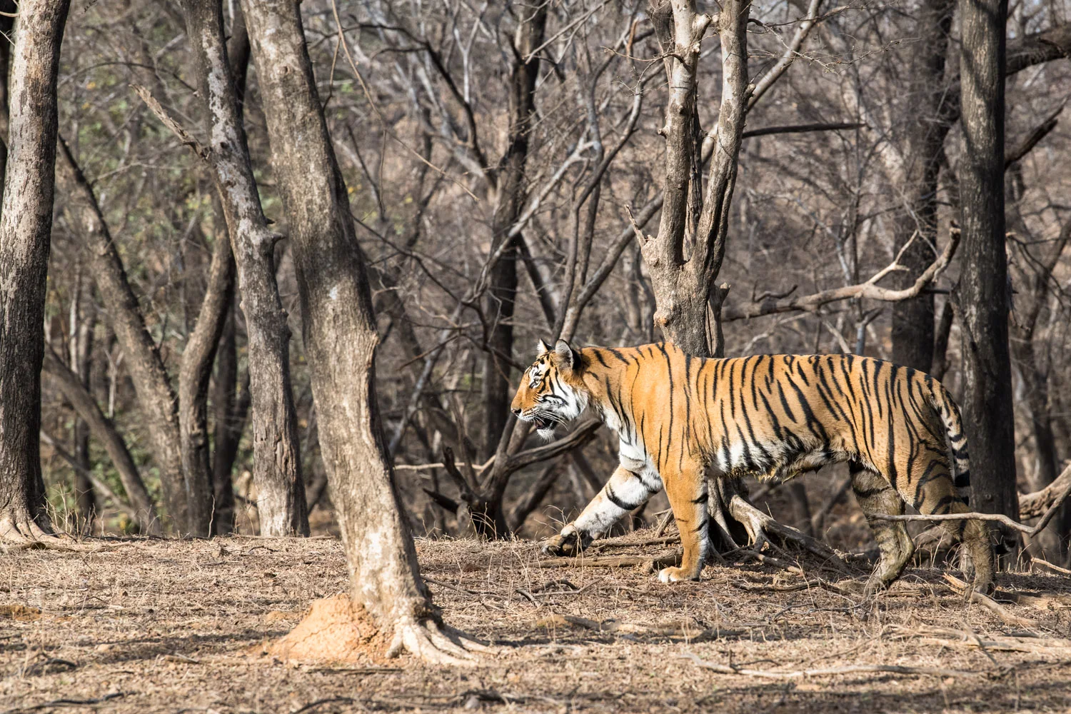 Bengal tigress walking through dhok tree forest, Ranthambhore National Park, Rajasthan, India