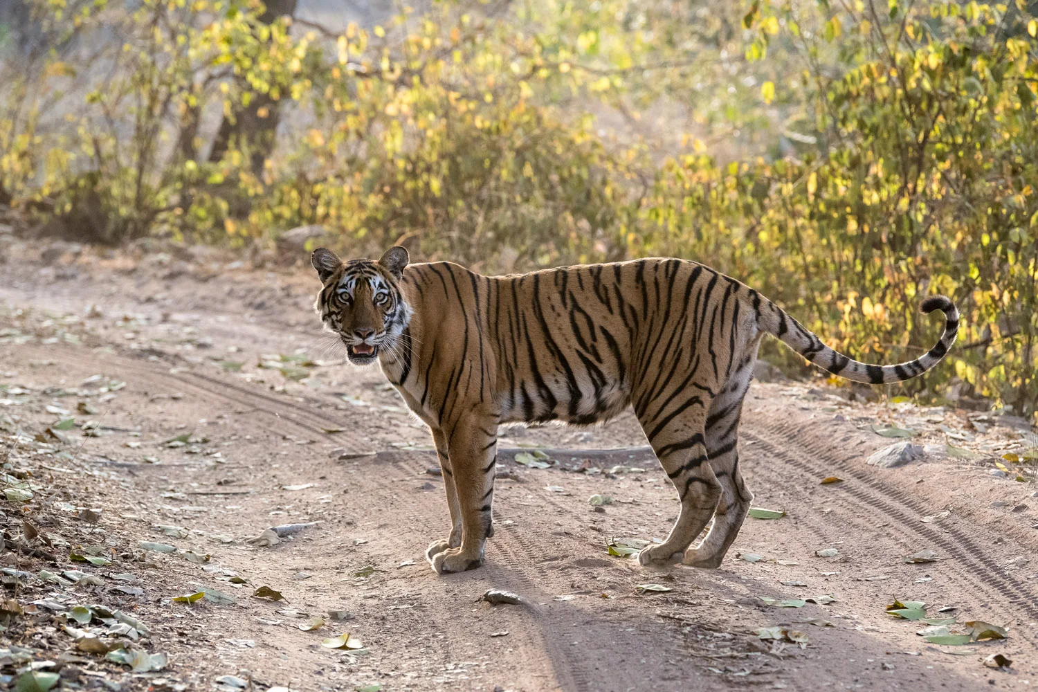 Bengal tigress on forest track, Ranthambhore National Park, Rajasthan, India