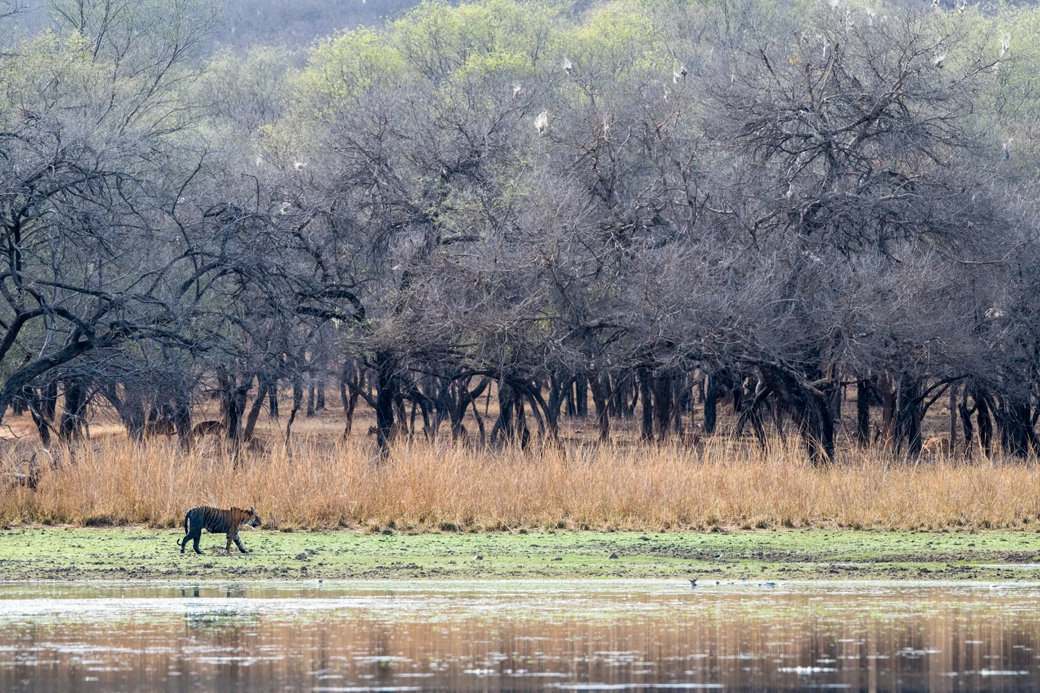 Bengal tigress roaming along edge of lake, Ranthambhore National Park, Rajasthan, India