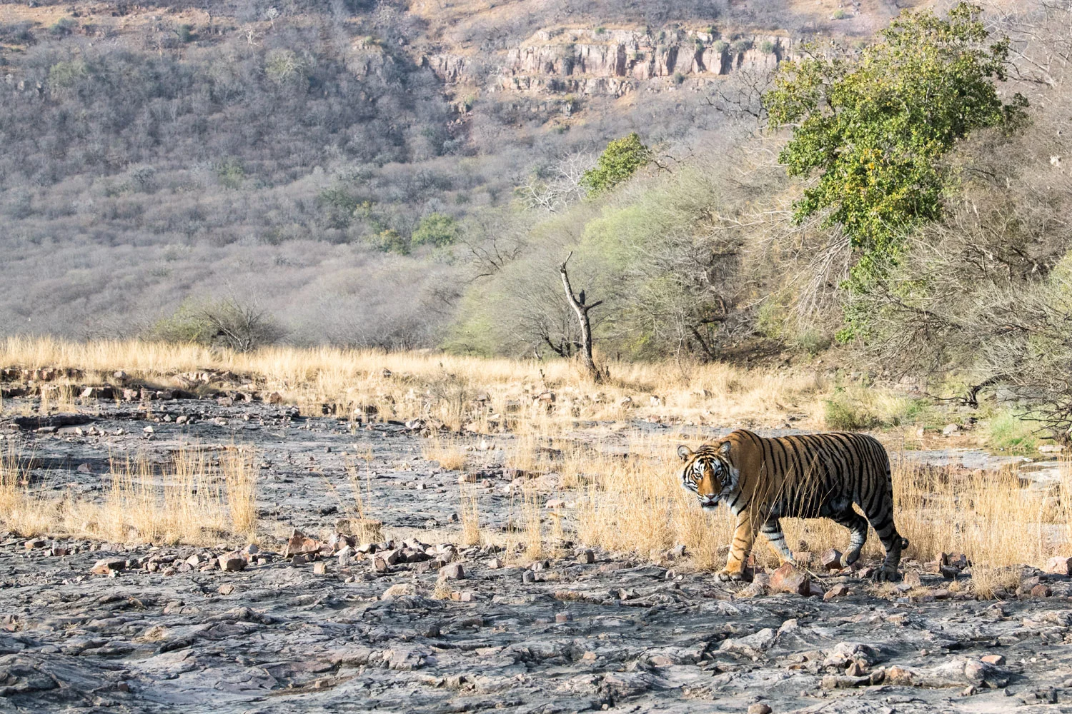 Bengal tiger on rocky slope, Ranthambhore National Park, Rajasthan, India