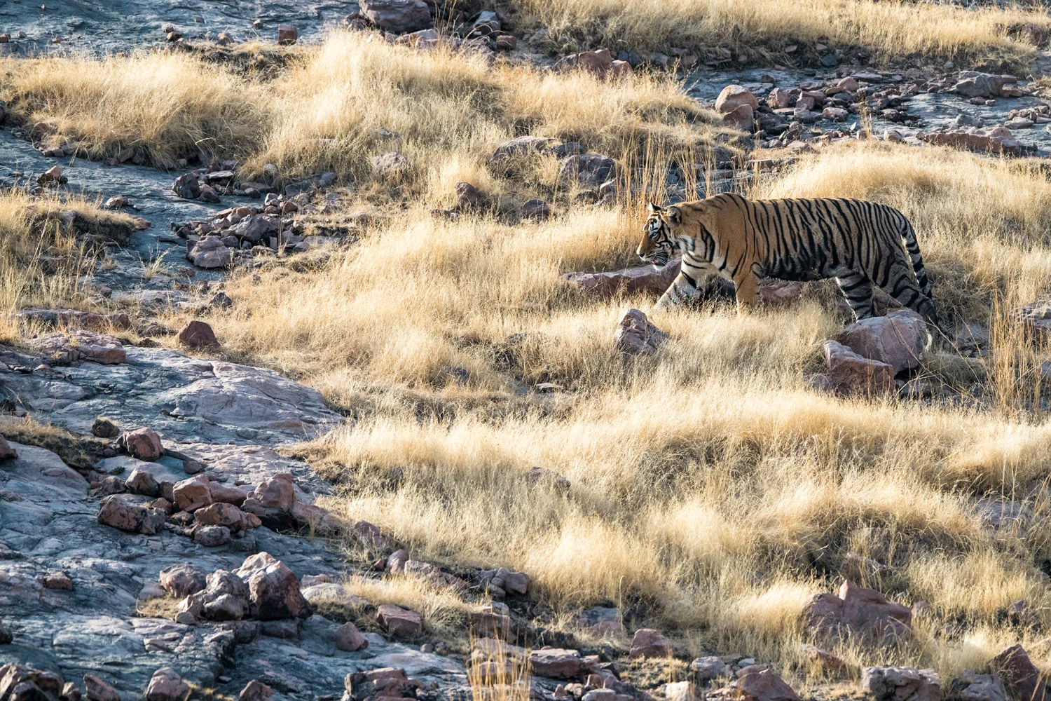 Bengal tiger walking across rocky slope, Ranthambhore National Park, Rajasthan, India