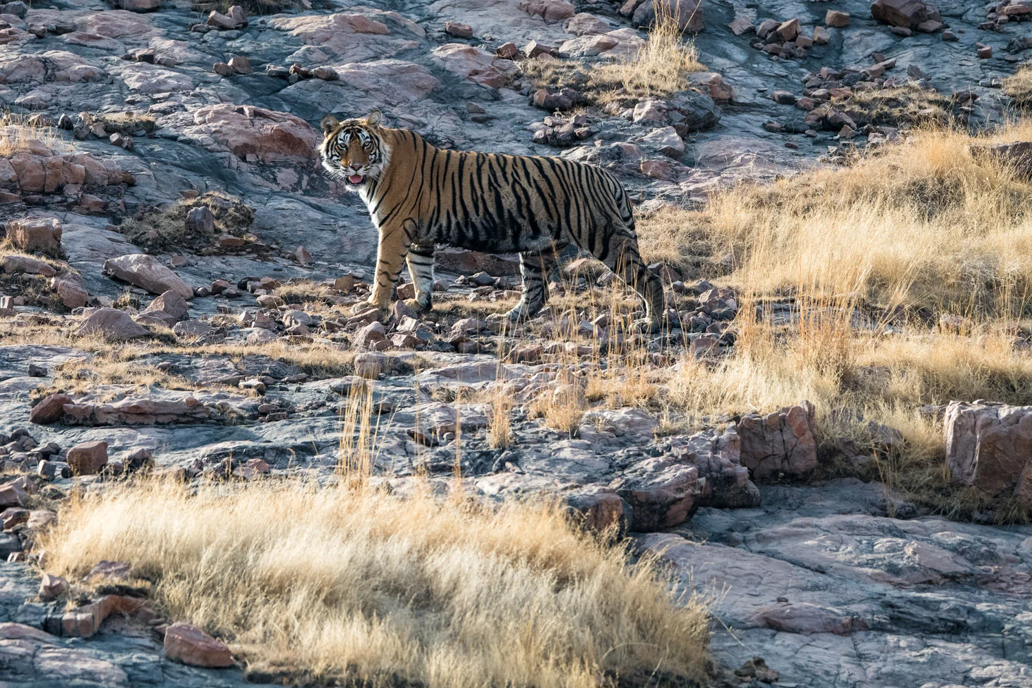 Bengal tiger on rocky slope, Ranthambhore National Park, Rajasthan, India
