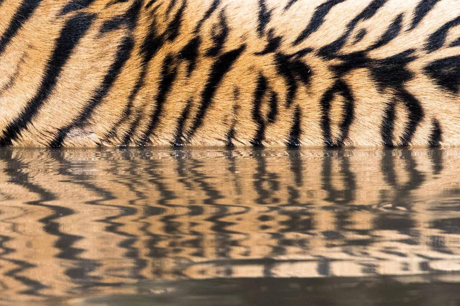Bengal tiger stripe pattern reflection in pool, Ranthambhore National Park, Rajasthan, India