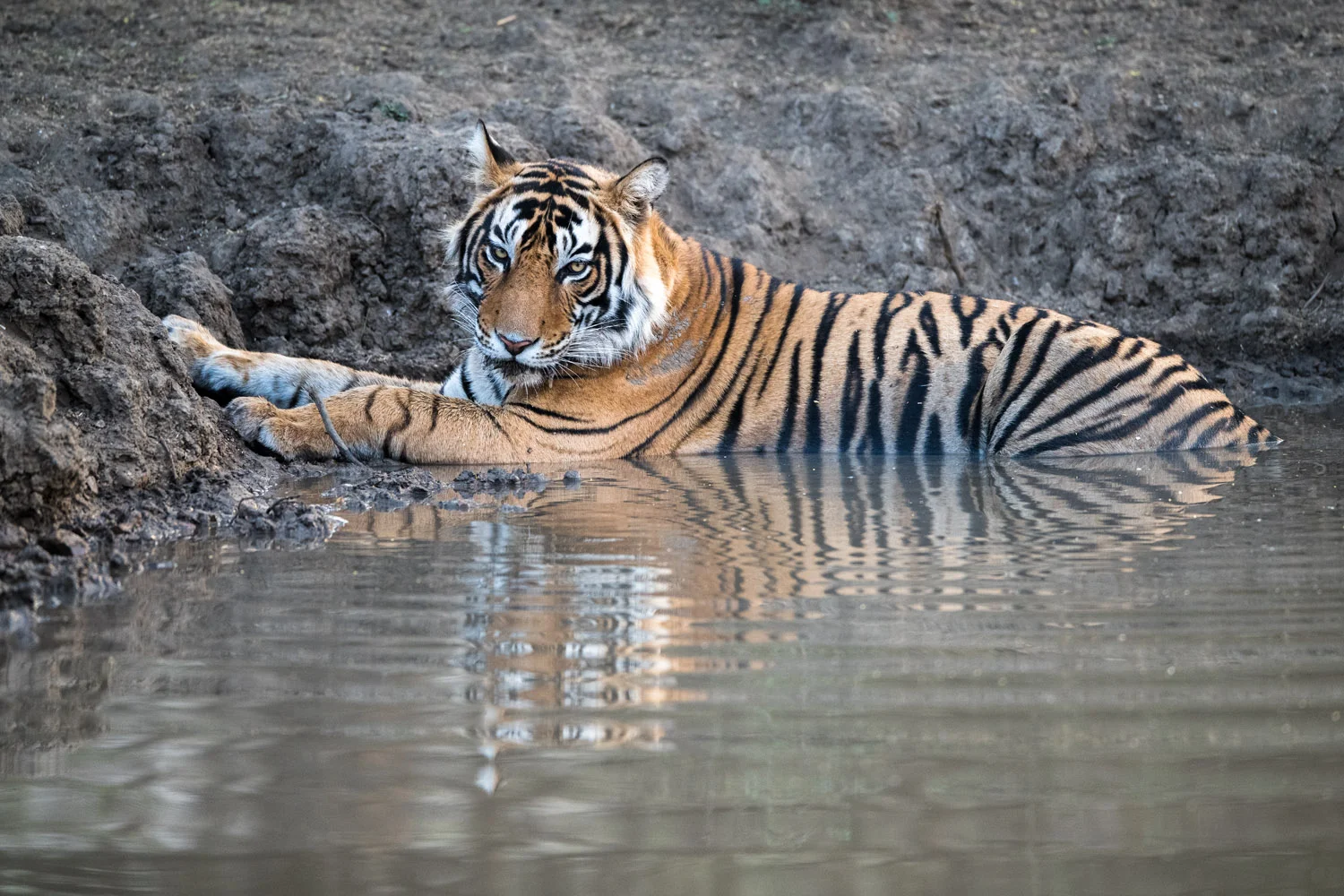 Bengal tiger bathing in pool, Ranthambhore National Park, Rajasthan, India