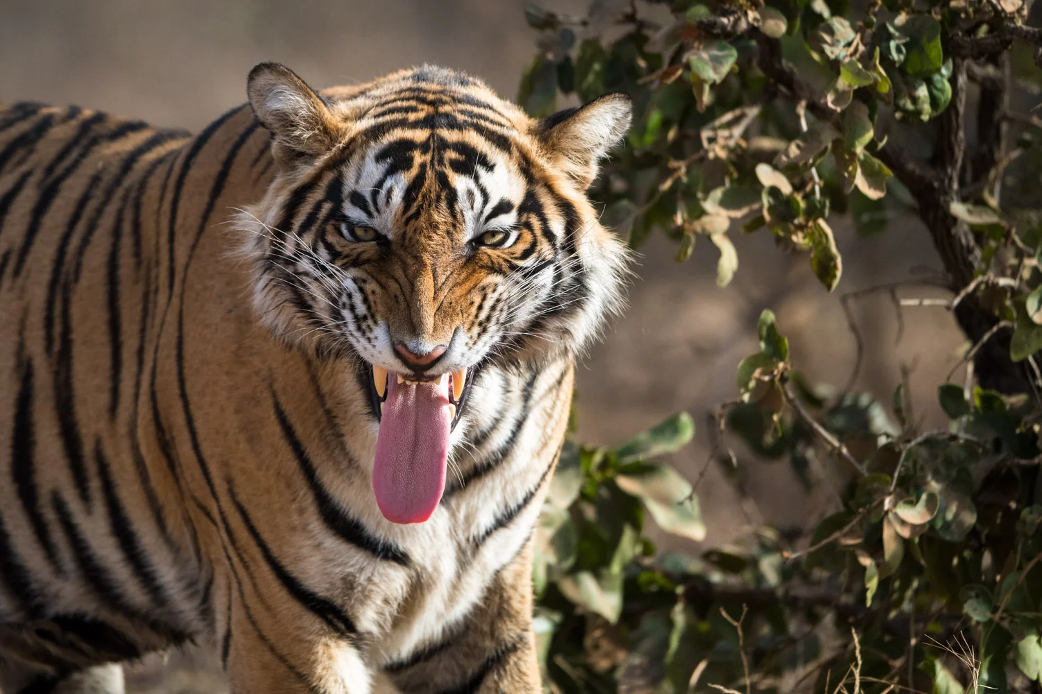Bengal tiger with tongue hanging out (‘Flehmen response’ behaviour), Ranthambhore National Park, Rajasthan, India