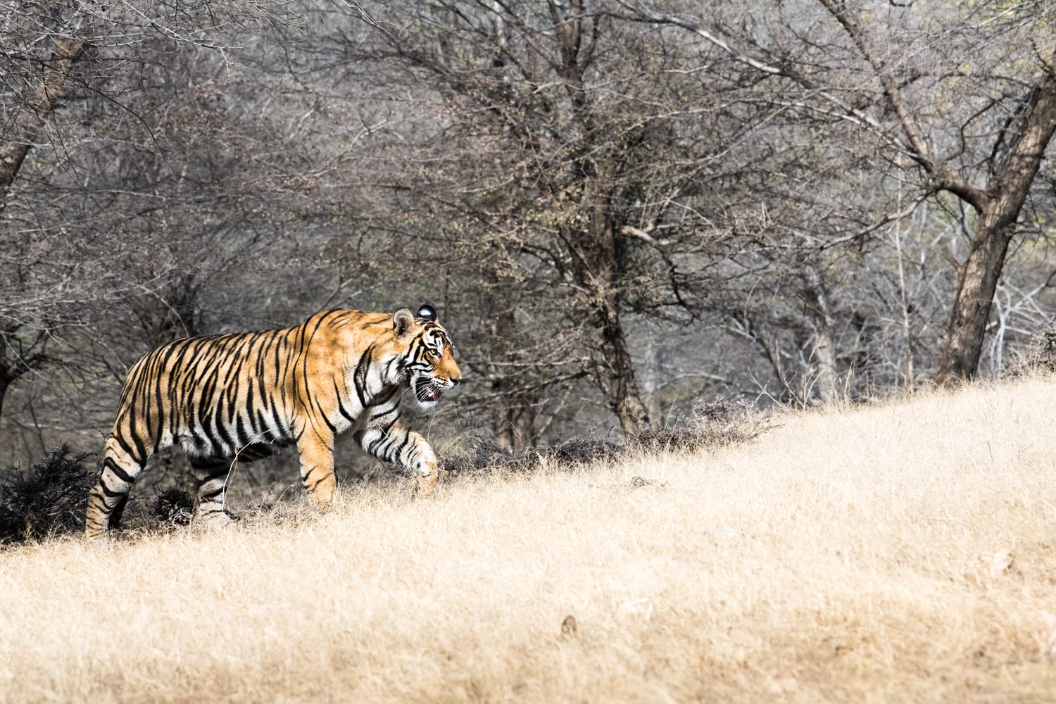 Bengal tiger emerging from forest, Ranthambhore National Park, Rajasthan, India