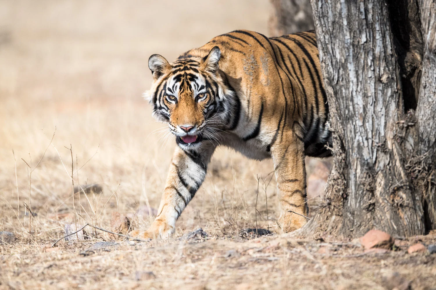 Bengal tiger on the move, Ranthambhore National Park, Rajasthan, India
