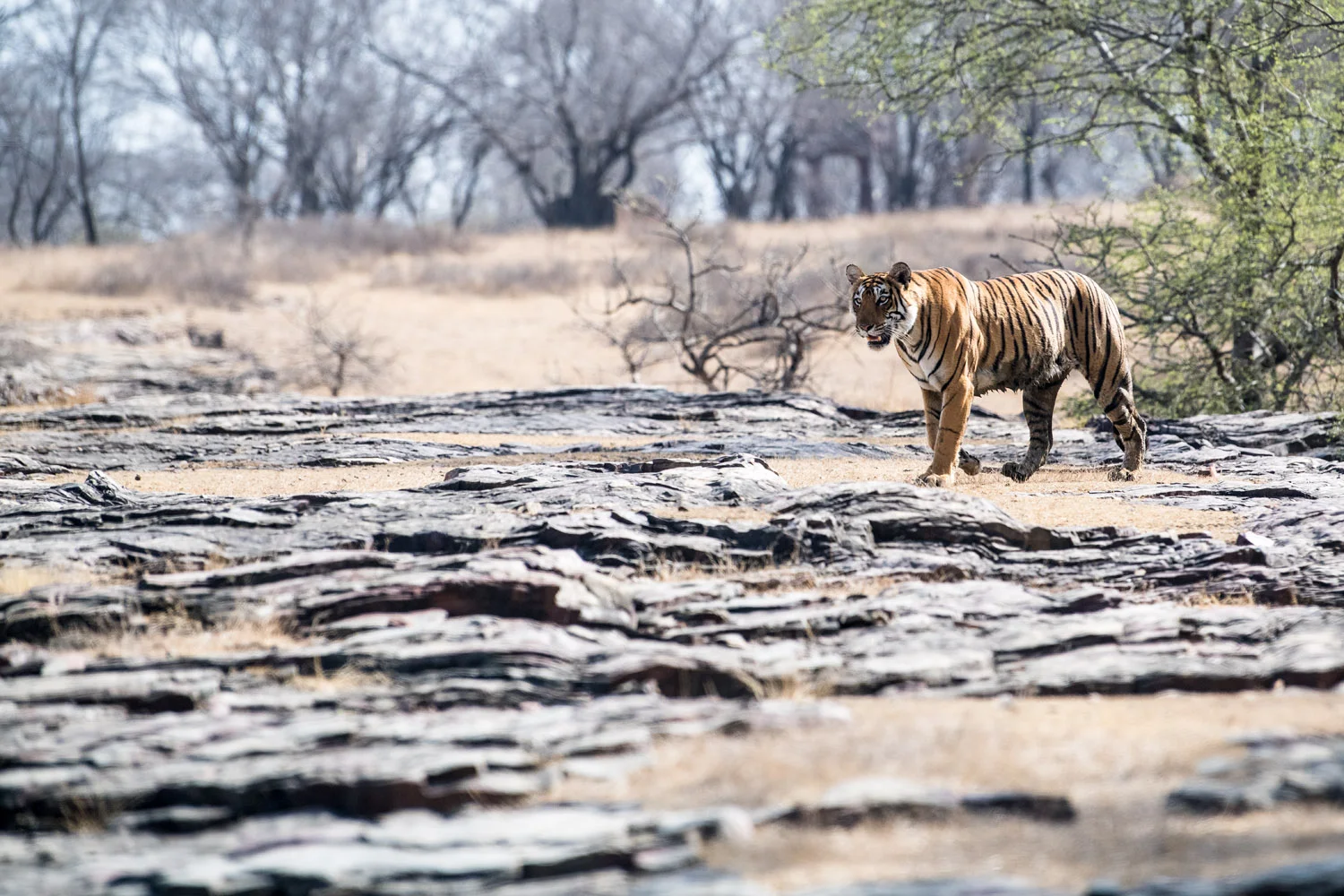 Bengal tigress on rocky slope, Ranthambhore National Park, Rajasthan, India