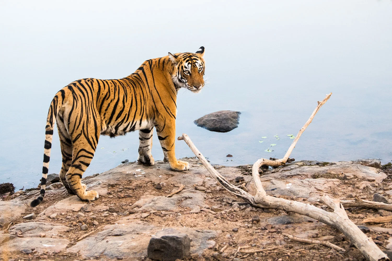 Bengal tigress at edge of lake, Ranthambhore National Park, Rajasthan, India