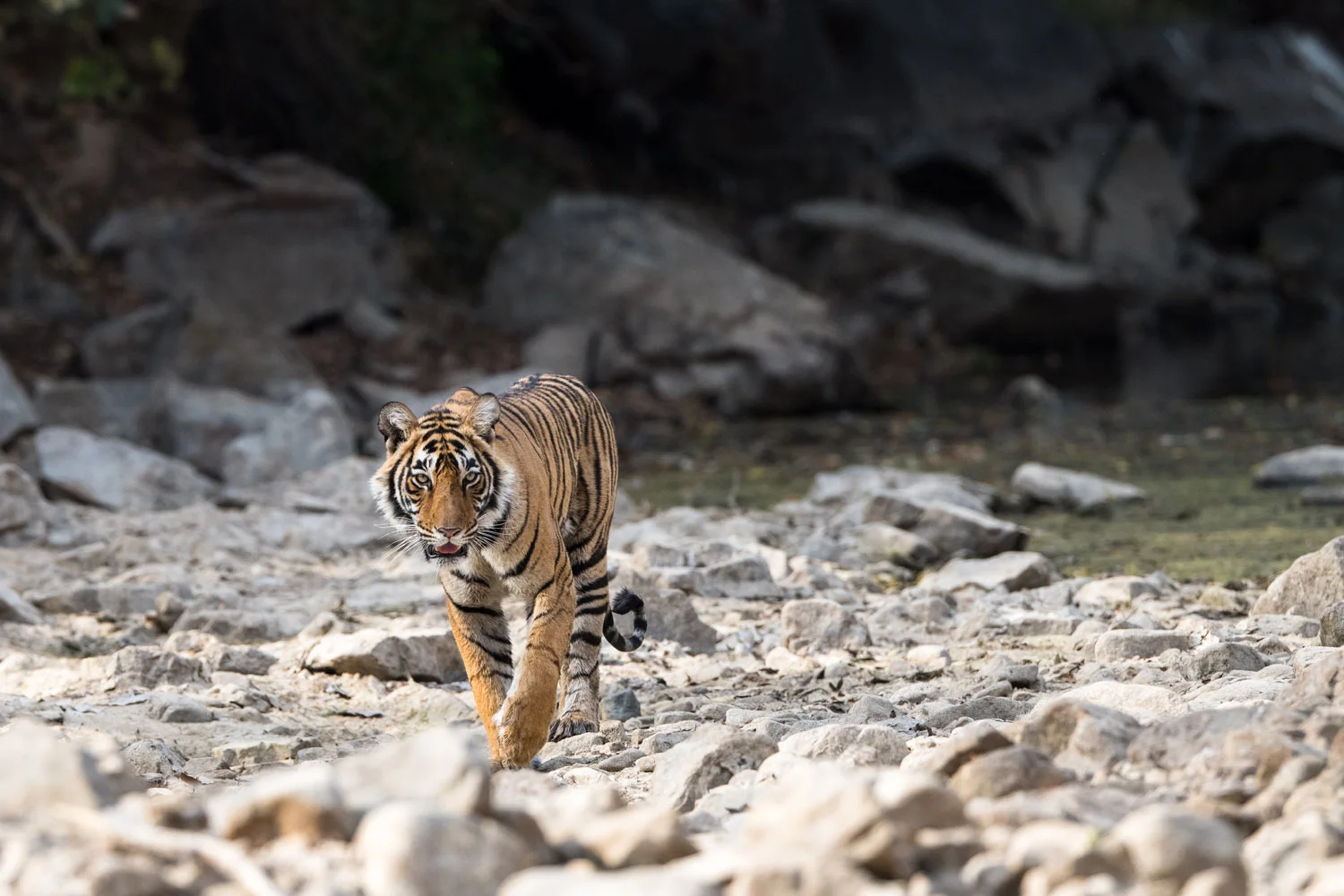 Bengal tigress walking along dry rocky river bed, Ranthambhore National Park, Rajasthan, India