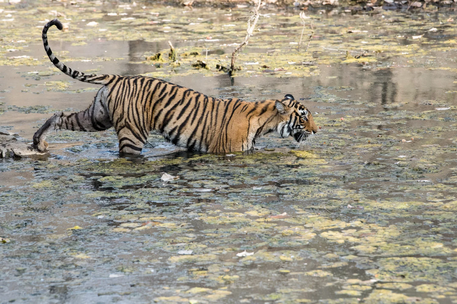 Bengal tigress crossing stream, Ranthambhore National Park, Rajasthan, India