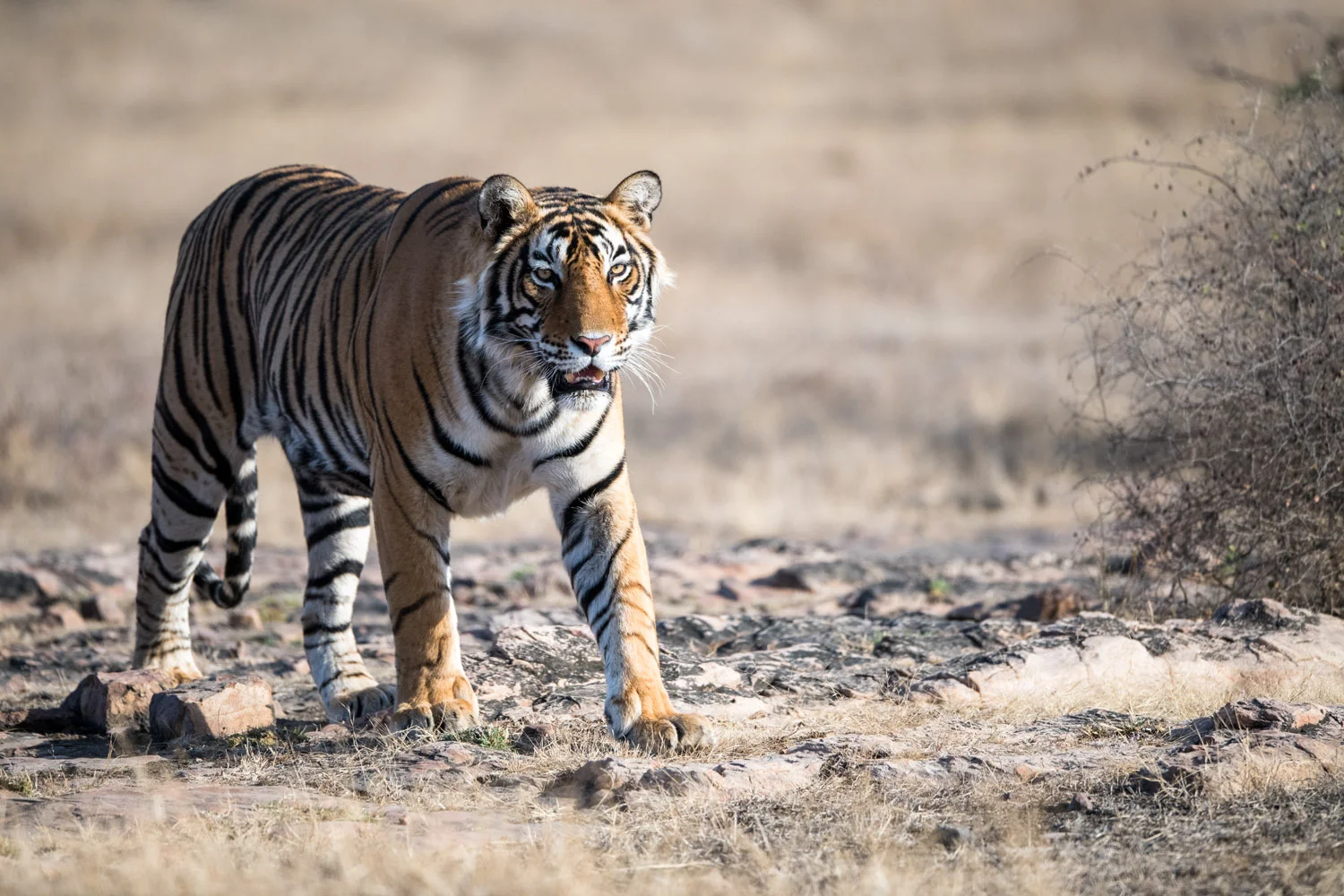 Bengal tiger walking on rocky terrain, Ranthambhore National Park, Rajasthan, India
