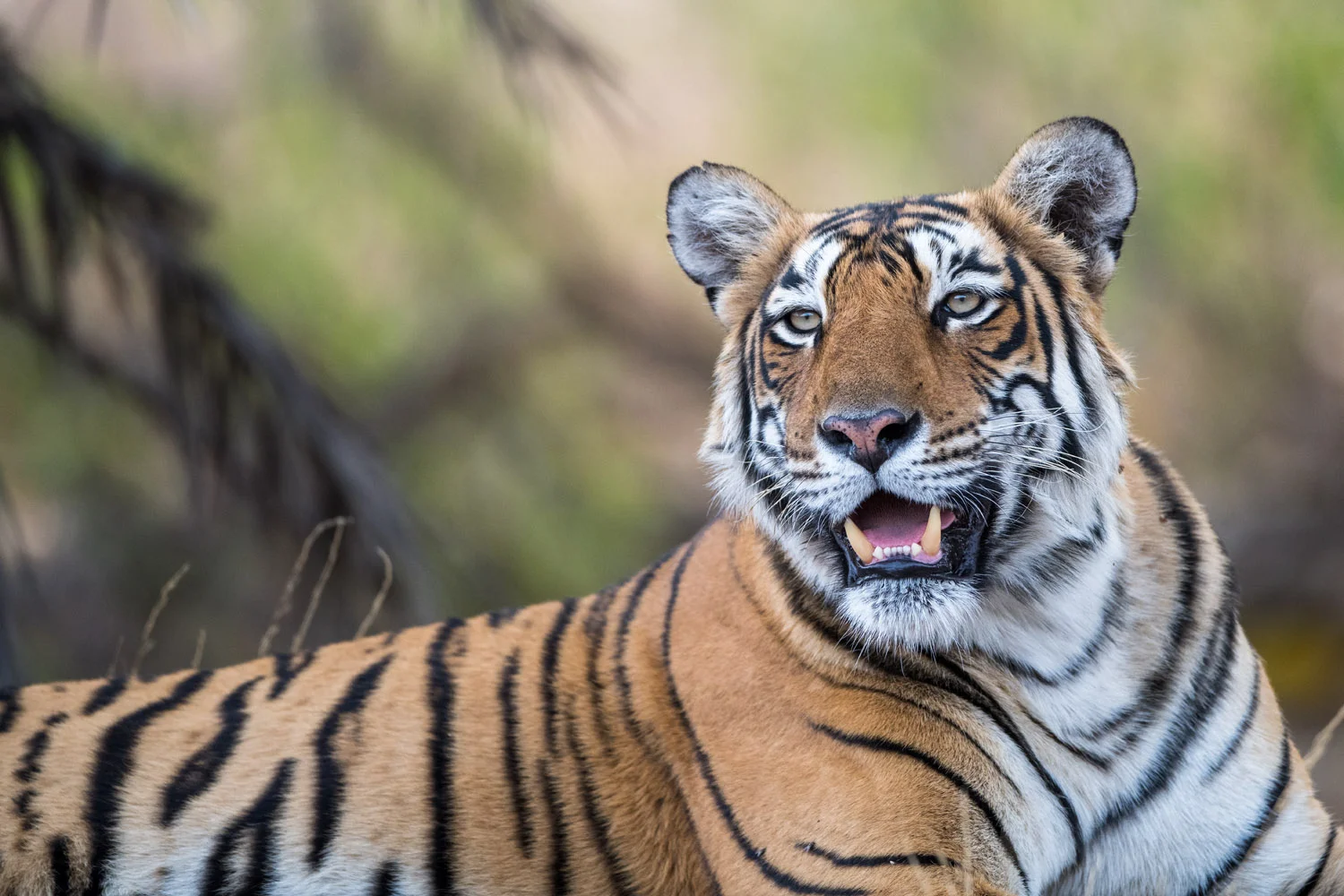Bengal tigress portrait, Ranthambhore National Park, Rajasthan, India