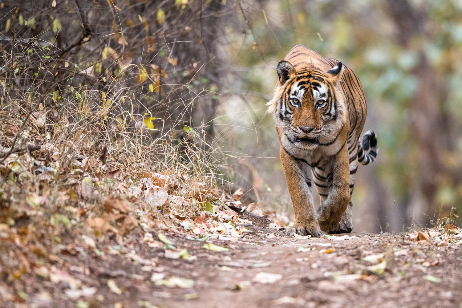 Bengal tiger approaching along forest track, Ranthambhore National Park, Rajasthan, India