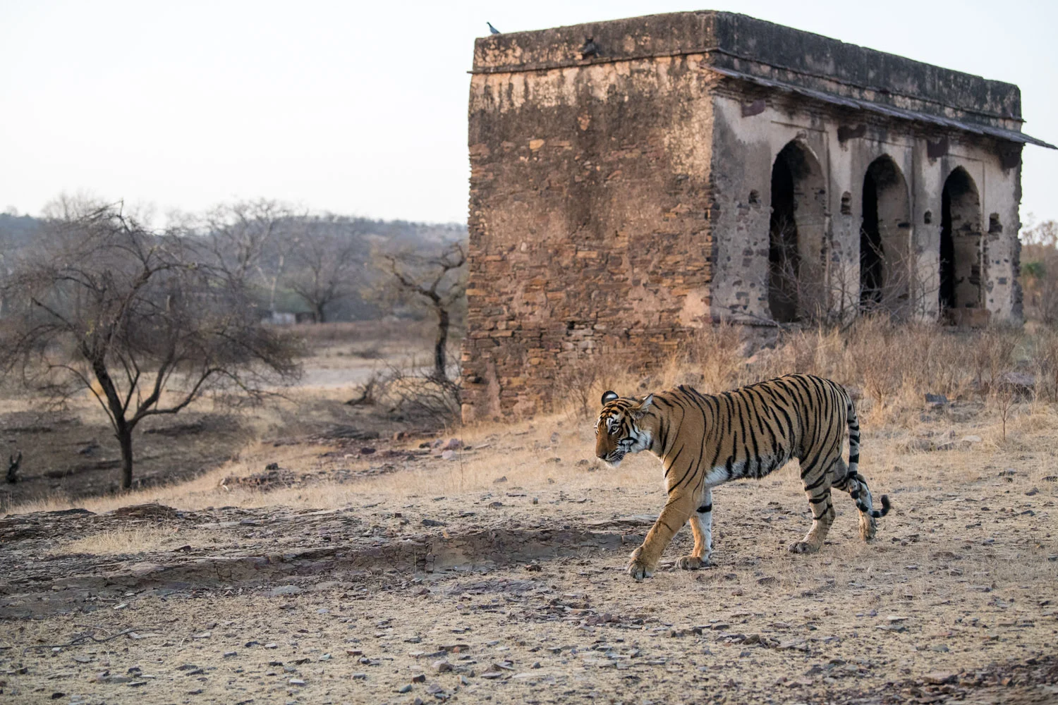 Bengal tigress walking close to historic hunting palace outbuilding, Ranthambhore National Park, Rajasthan, India