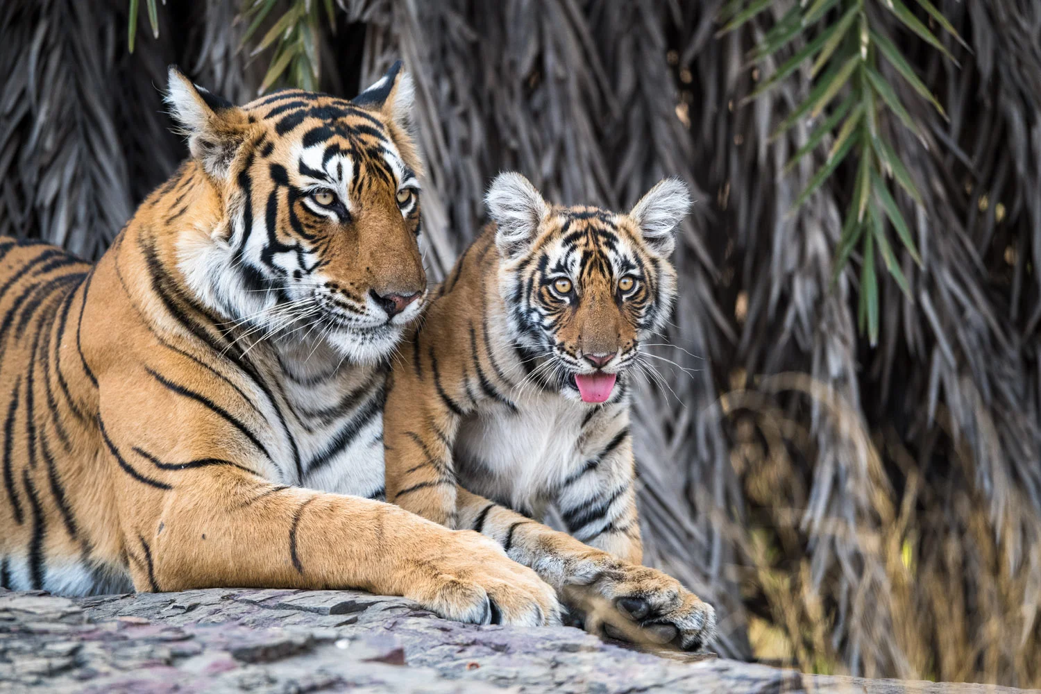 Bengal tiger mother with cub, Ranthambhore National Park, Rajasthan, India