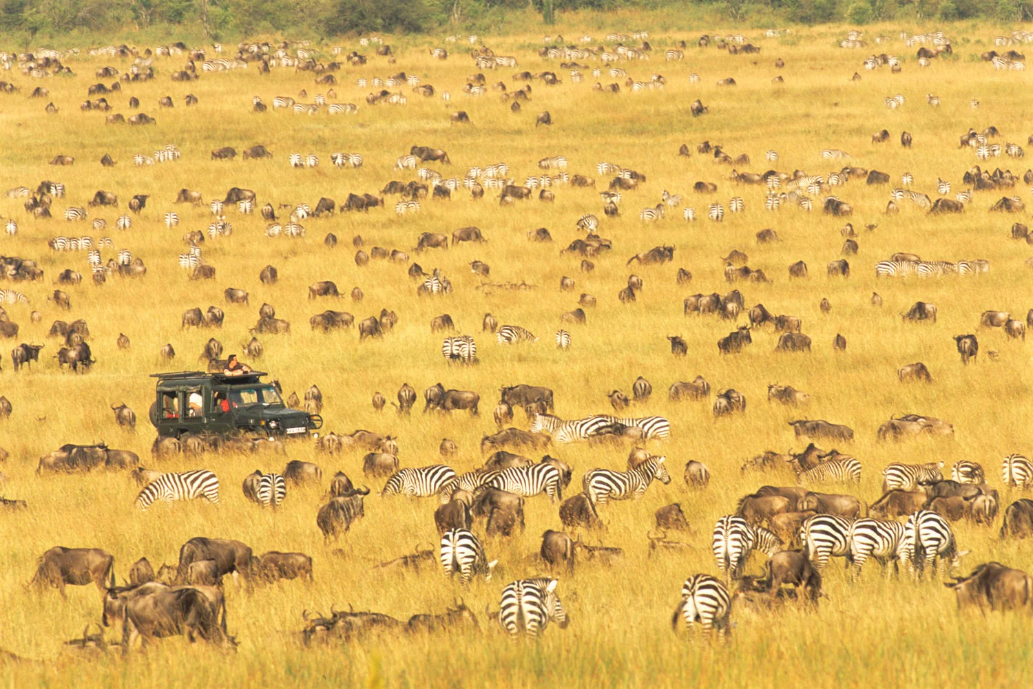 Tourists in Land Cruiser watching wildebeest and common zebras migration, Masai Mara National Reserve, Kenya