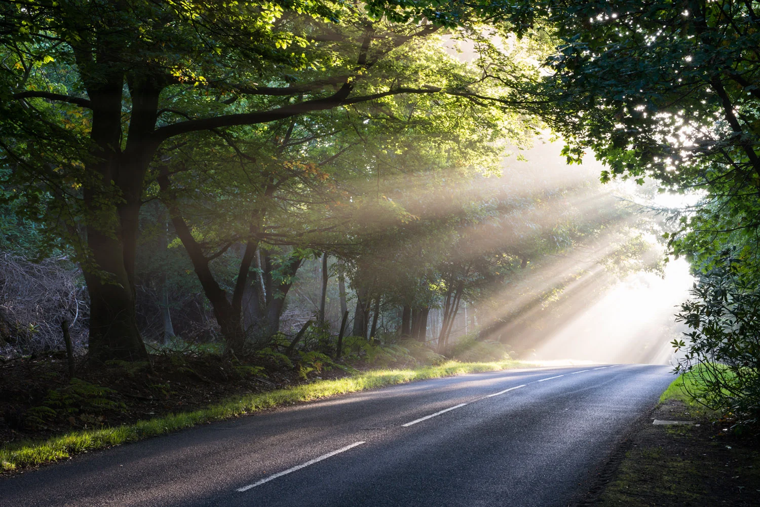 Morning sun rays falling on forest road, Ashdown Forest, Sussex, England
