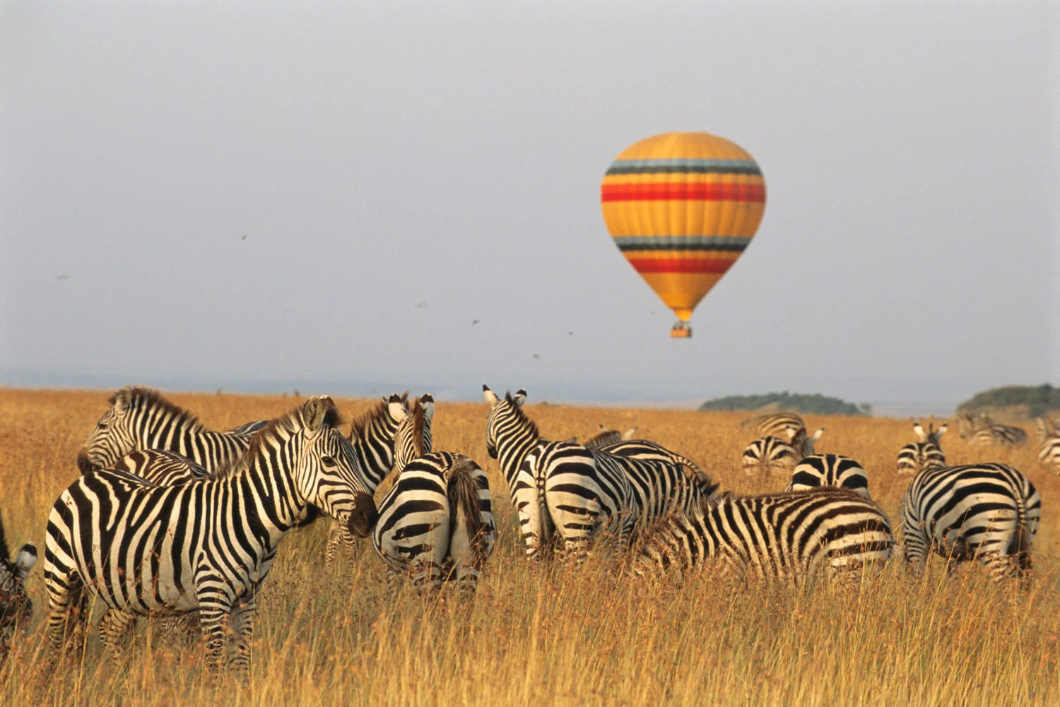 Common zebras and hot air balloon safari, Masai Mara National Reserve, Kenya