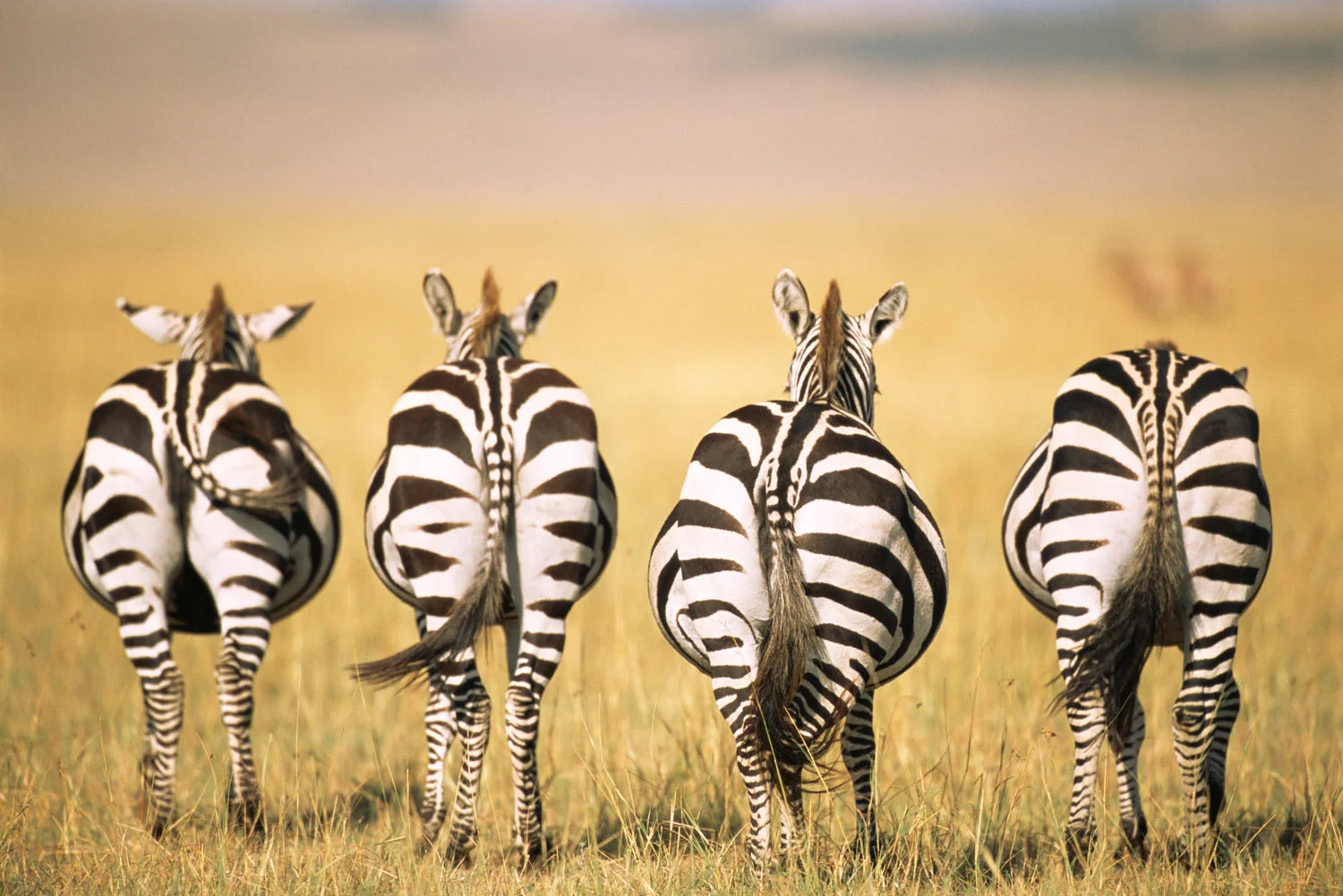 Common zebra behinds, Masai Mara National Reserve, Kenya