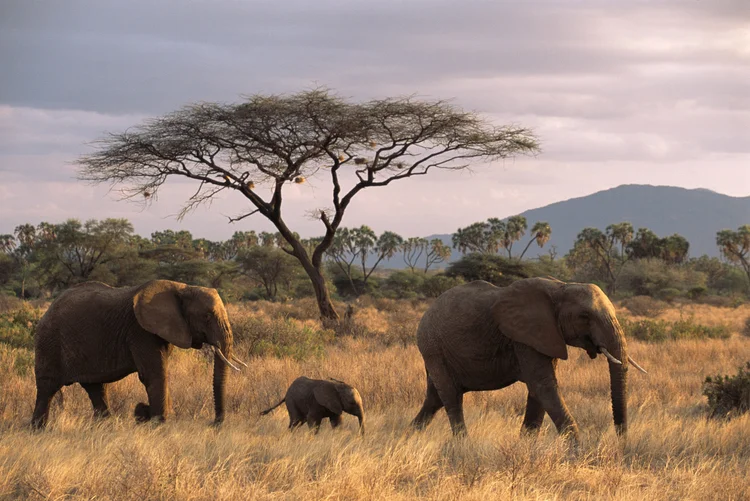 Gallery — James Warwick Wildlife Photography
