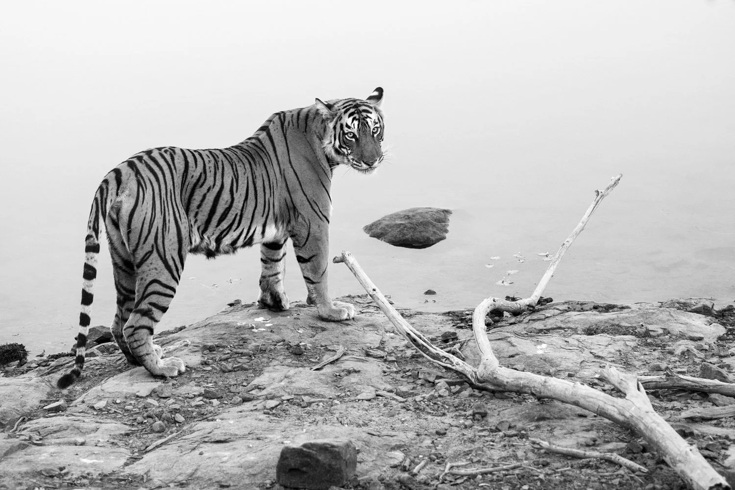 Black White James Warwick Wildlife Photography