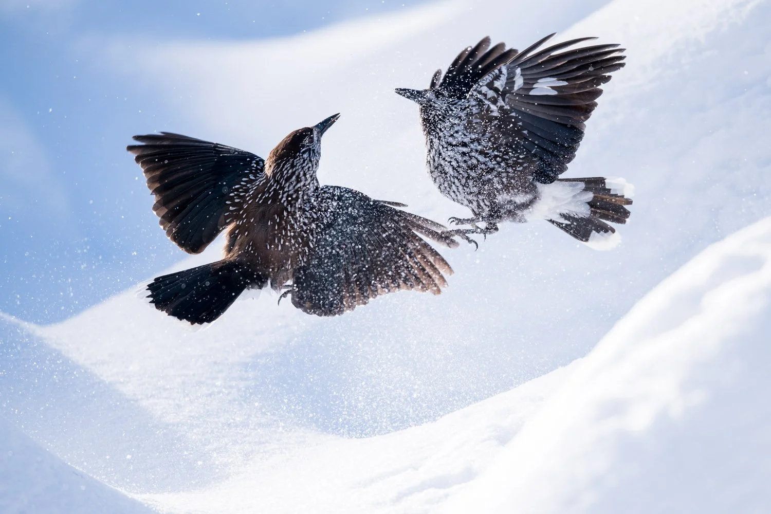 BIRD PHOTOGRAPHER OF THE YEAR